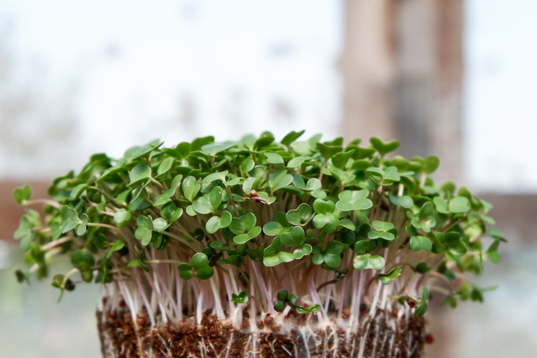 Microgreen Sprout Mix